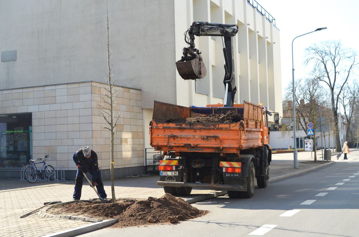 Vytauto gatvėje bus daugiau žalumos – pasodinta dvylika sidabrinių liepų