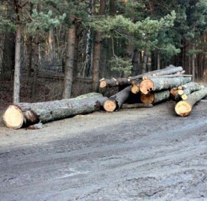 Botanikos parke pušys kertamos dėl sanitarijos