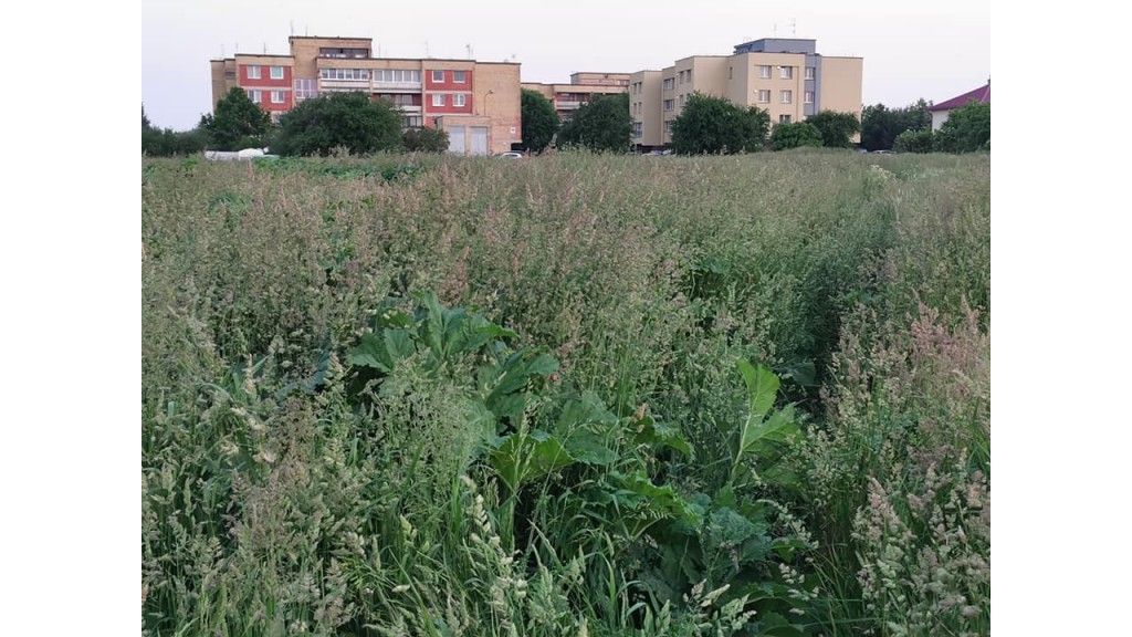 Savivaldybėms skiriama beveik 600 tūkst. eurų Sosnovskio barščiui naikinti, gaus ir Palanga, jei prašys