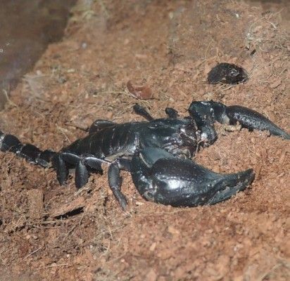Palangos sanatorinė mokykla: smagios žiemos atostogų dienos vykdant nepamokinę veiklą