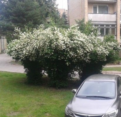 Ar turime sveiko proto?
