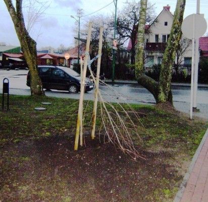 Medelių sodinimo akcijos dalyviams nuotaiką apkartino barbarai