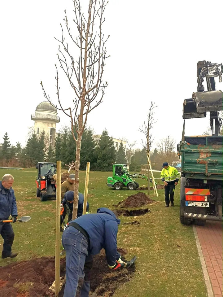 Palangoje atnaujinami želdynai – pasodins beveik 100 naujų medžių – nuotrauka 6