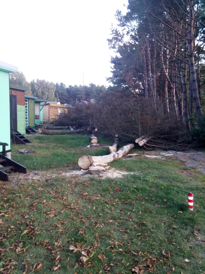 Savivaldybė: Kęstutis Oginskas dezinformuoja, leidimo iškirsti 25 brandžius medžius Savivaldybė neišdavė, pašalinti medžiai buvo sausi ir nudžiūvę – nuotrauka 1