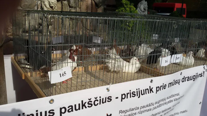 Tarptautinė dekoratyvinių balandžių paroda „Jaunajai Lietuvai 30“ Palangoje (FOTOGALERIJA) – nuotrauka 3