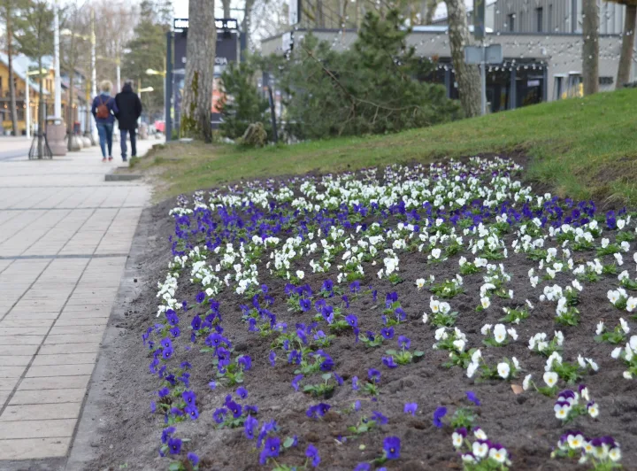 Palanga dabinasi žiedais - "Palangos komunalinis ūkis" pasodino 6 tūkstančių našlaičių krūmelių (FOTOGALERIJA) – nuotrauka 1