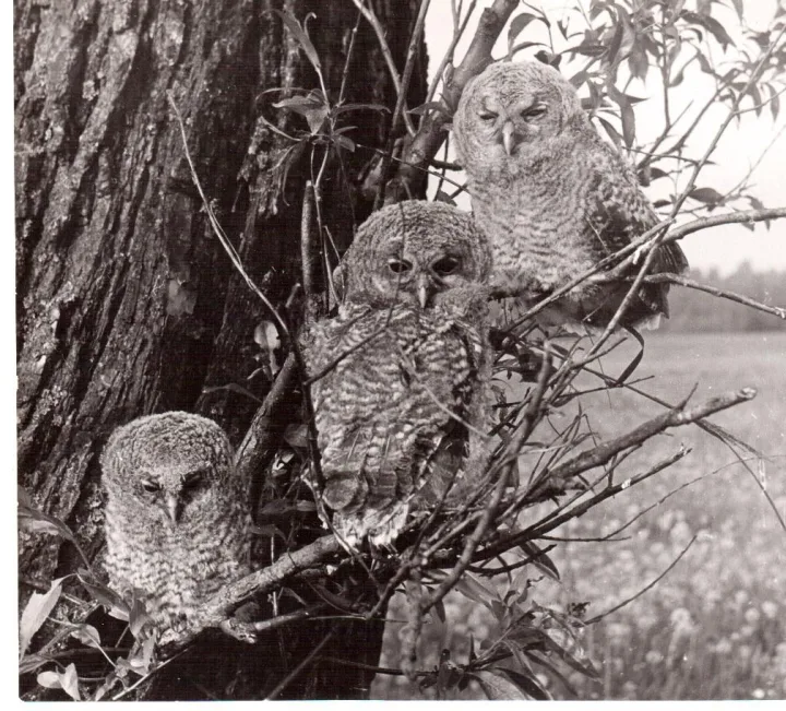 L. Skirpstas. Pelėdžiukai.