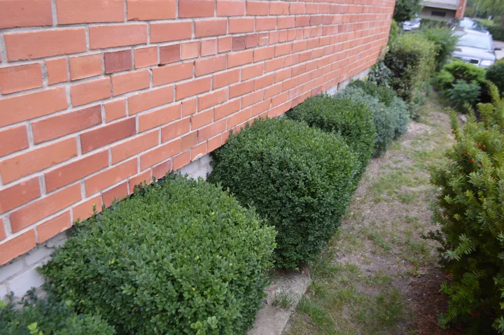 Daugiabučio kieme – oazės kampelis – nuotrauka 2
