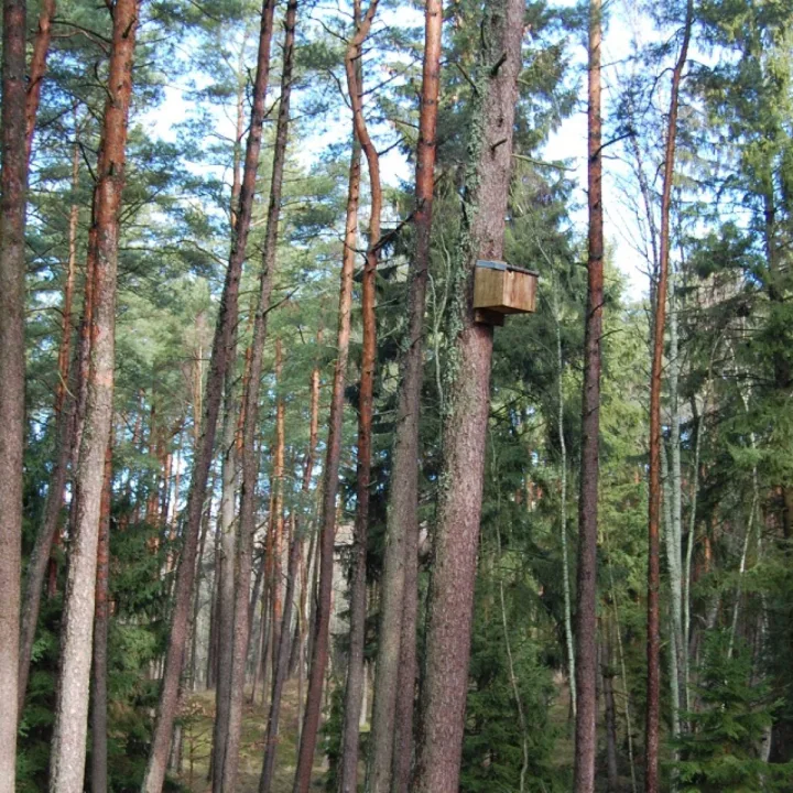Asociatyvi Palmiros Martinkienės nuotr.