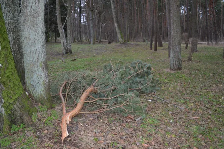 Vėjas laužė ne tik nudžiūvusiais medžių šakas.