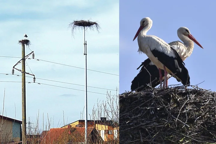 700 eurų kainavusių Palangos savivaldybės pastangų sugrįžę gandrai neįvertino – nuotrauka 1