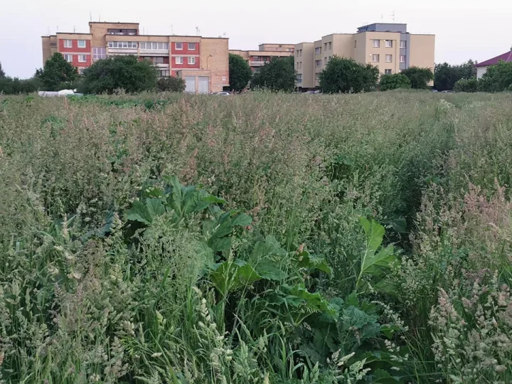 Savivaldybėms skiriama beveik 600 tūkst. eurų Sosnovskio barščiui naikinti, gaus ir Palanga, jei prašys – nuotrauka 2