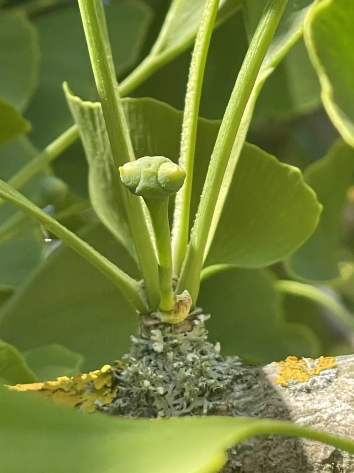 KU botanikos sode pirmą kartą žiedais pradžiugino ginkmedis – nuotrauka 1