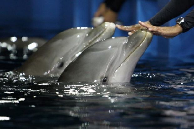 Vienuolika delfinų buvo išgabenta į Graikijos delfinariumą prieš trejus metus, prasidėjus delfinariumo rekonstrukcijai. Per tą laiką delfinų būrys pasipildė trimis jaunikliais.  / Btv.lt nuotr.