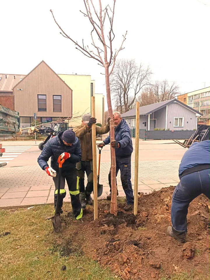 Palangoje atnaujinami želdynai – pasodins beveik 100 naujų medžių – nuotrauka 4