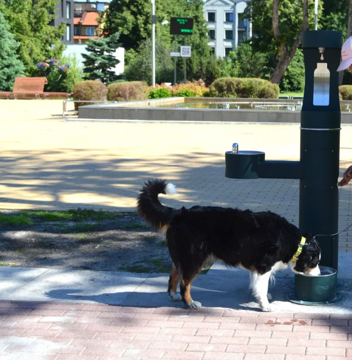 Palanga sparčiai šunėja, bet ne visiems tai patinka