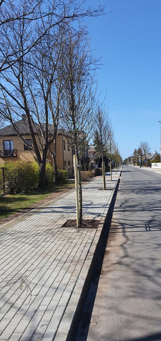 Naujai rekonstruotoje Kastyčio gatvėje pasodinti nauji medžiai – nuotrauka 1