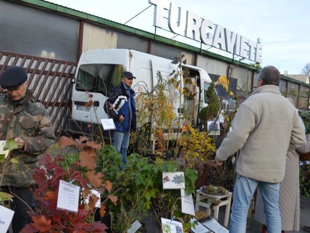 Turgaus šventėje bėgo su bulvių maišu, laikė kalakutą ir graužė obuolius – nuotrauka 4