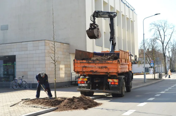 Vytauto gatvėje bus daugiau žalumos – pasodinta dvylika sidabrinių liepų