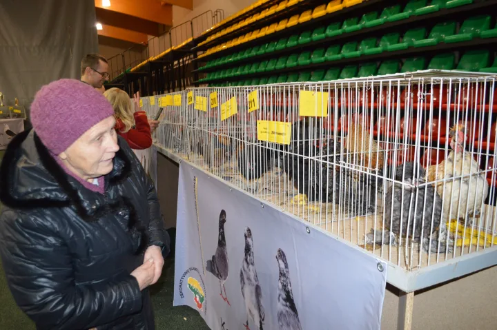 Jubiliejinėje parodoje – balandžių ir kitų dekoratyvinių paukščių įvairovė – nuotrauka 4