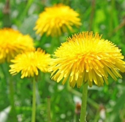 Gyvybės eliksyras, augantis tiesiog po kojomis: dilgėlės, kiaulpienės ir garšvos