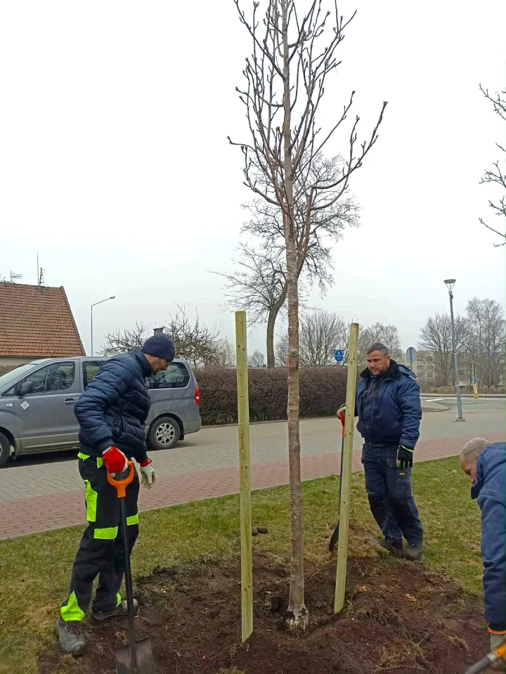 Palangoje atnaujinami želdynai – pasodins beveik 100 naujų medžių – nuotrauka 1