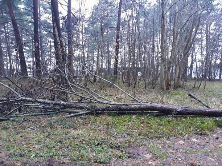 Akis bado audrų neatlaikę medžiai – nuotrauka 1